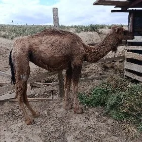 düye 4 yasynda