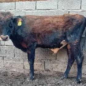 öküz