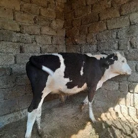 Öküz
