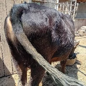 öküzler