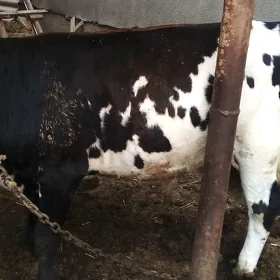 öküz