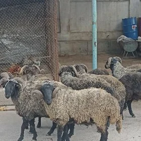 garakoli