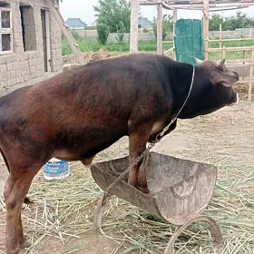 öküz