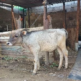 GÖLE