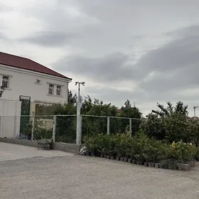 Satlyk jay Cogonly katež arkac