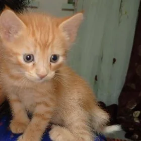 pişijek