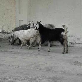 çebiş