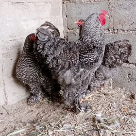 Arginal brama