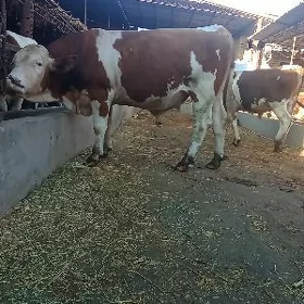arassa semental öküzler