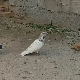 Kepderi
