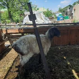 goýun