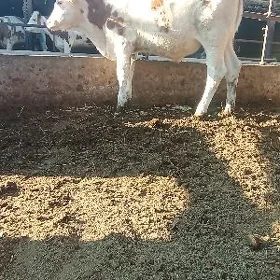 arassa semental öküz