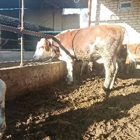 arassa semental öküz