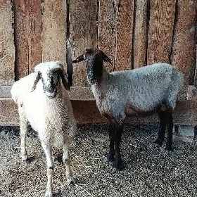 Goýunlar