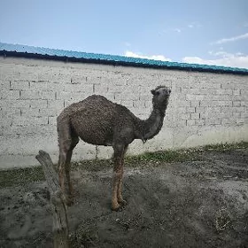 Ogşuk