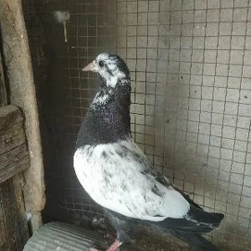 кептер