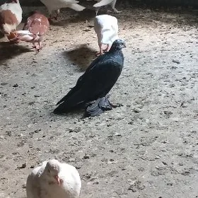 kepderi