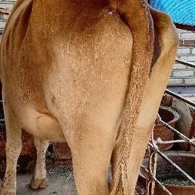 Sygyr