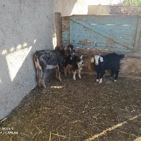 екиз овлаклы