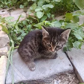 pişik