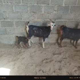 Geçi Ikisem awlakly