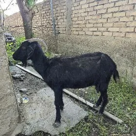 owlakly geçi