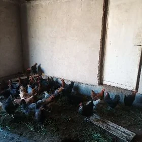 towuklar