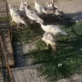induk juje