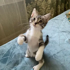 котенок в добрые руки