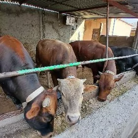 bakylan okuzler 5 sany