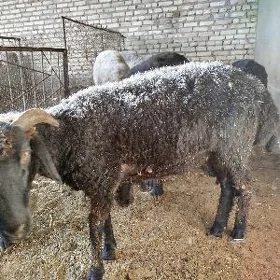 Garaköl işşek