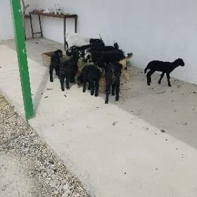 guzylar