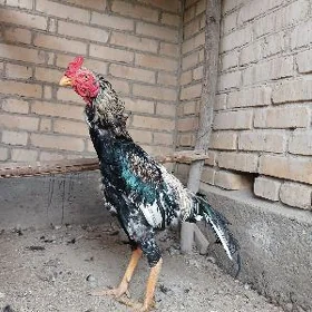 baysok