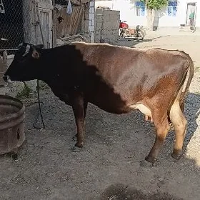 bogaz sygyr