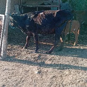 saglyk sygyr