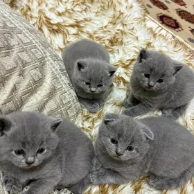 pişik