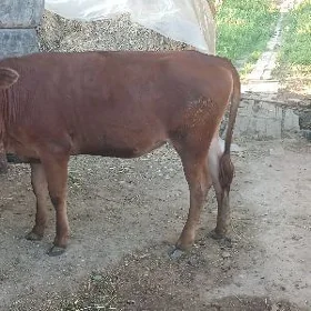 Gulajyn