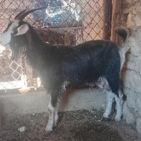 goyun geci