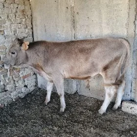 Öküz