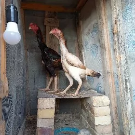 taşkent horaz towuk