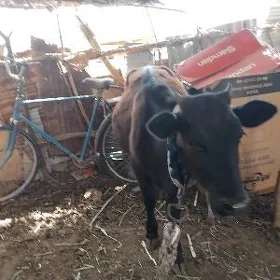 tüwe