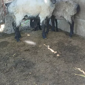 Goyun işşk mal