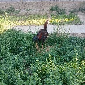 TAŞGENT HORAZ