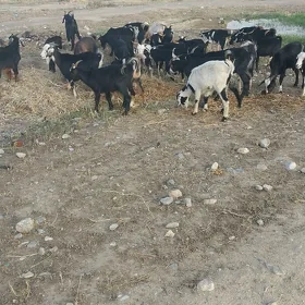 doğ geci
