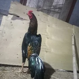 horaz