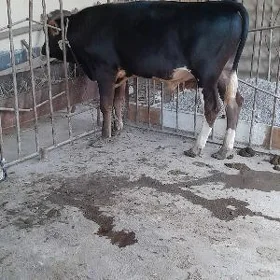 arassa şwes öküz