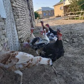 индук
