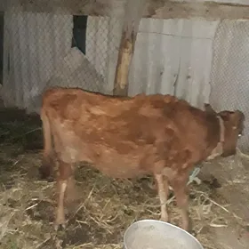 hojek
