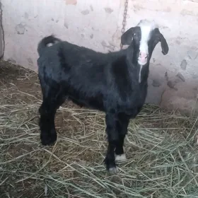 teke kelek