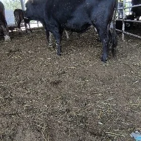 Öküz